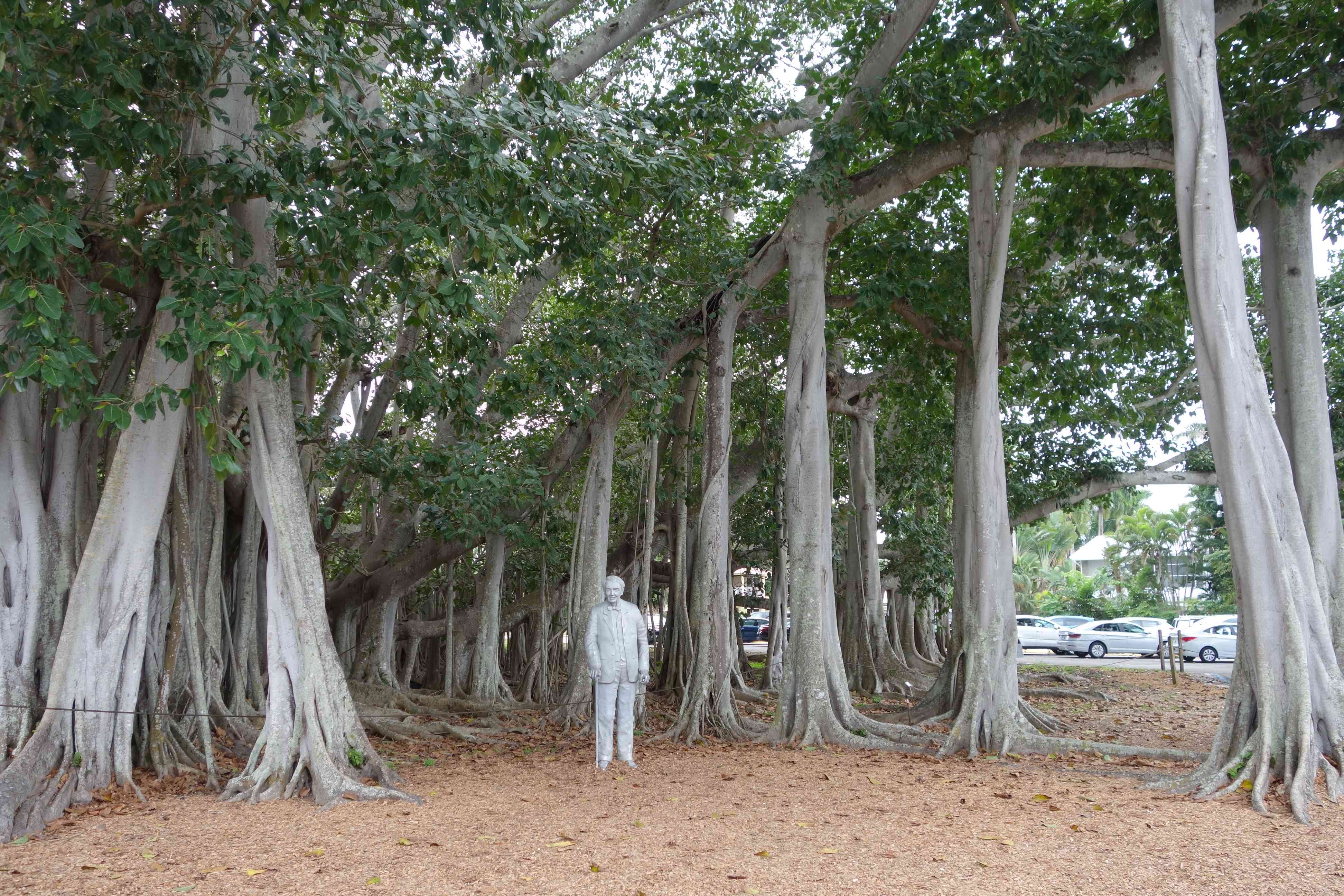 Huge banyan tree in Edison's estate